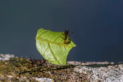 Dělnice Atta cephalotes nese úkrojek zeleného listu a na jeho okraji jede drobná dělnice