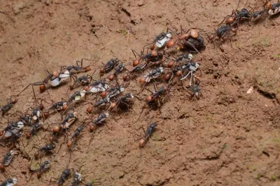 Dělnice Eciton burchellii nesou po lesním podkladu světlý plod z napadeného vosího hnízda v Kostarice