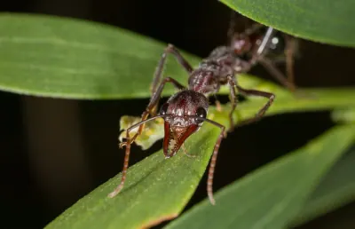 Tmavě vínová dělnice Myrmecia pyriformis s dlouhými kusadly stojí na zeleném listu