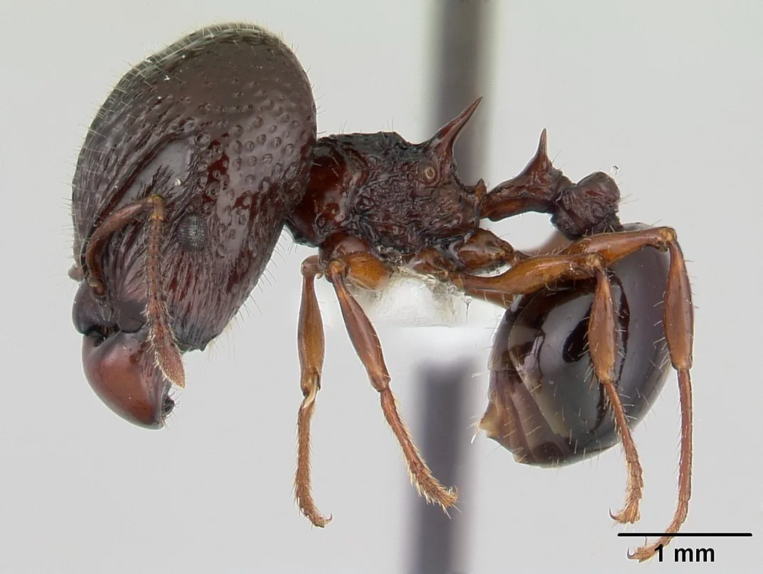 Preparovaný exemplář Acanthomyrmex ferox CASENT0178570 při pohledu z boku se stupnicí