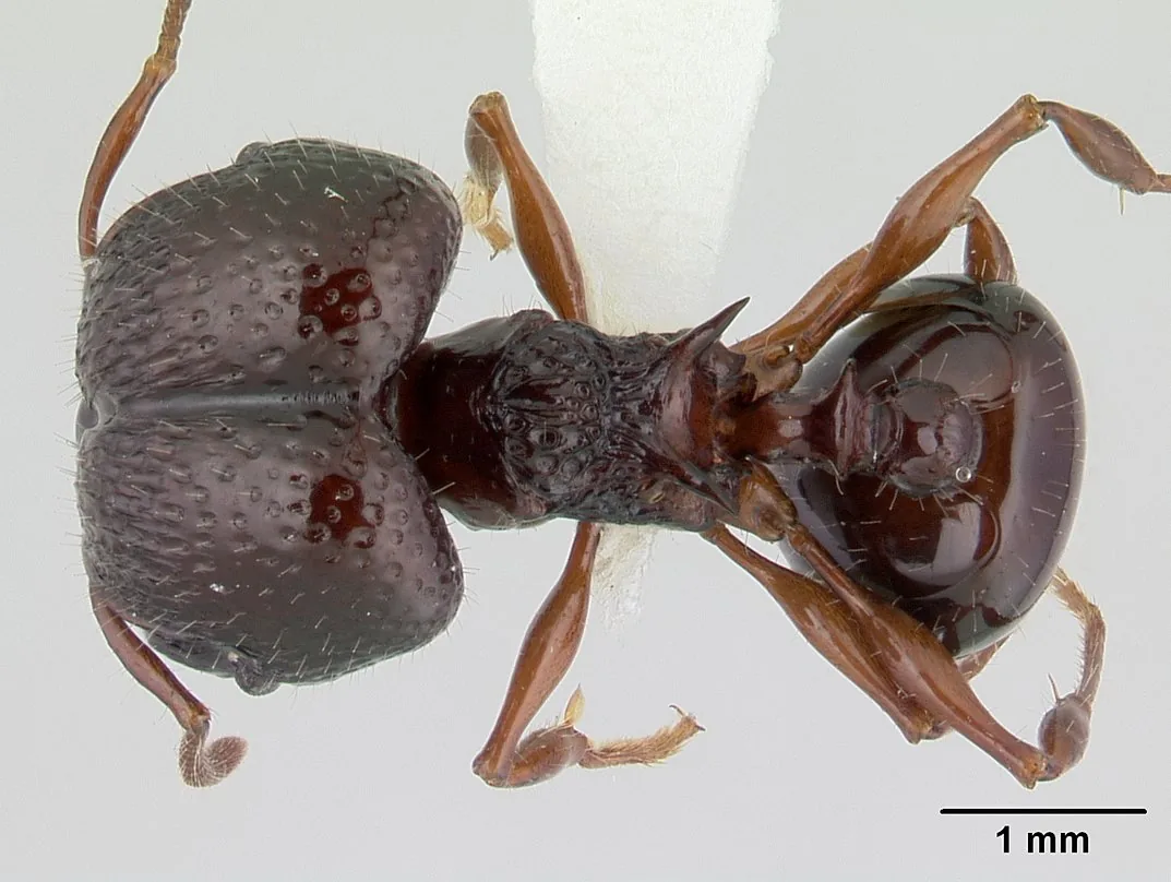 Preparovaný exemplář Acanthomyrmex ferox CASENT0178570 při pohledu shora se stupnicí