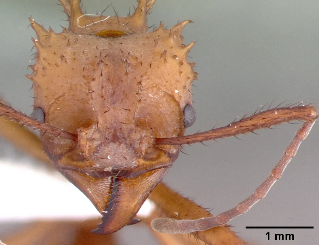 Hlava preparovaného exempláře Acromyrmex octospinosus PSW7796-21 zpředu se stupnicí