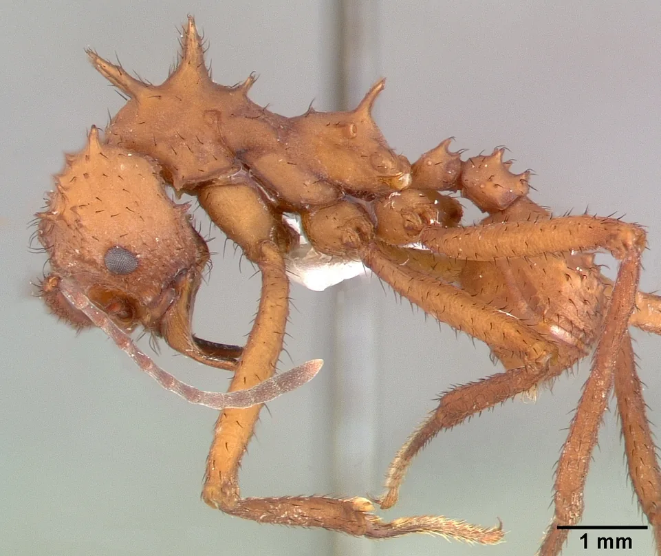 Preparovaný exemplář Acromyrmex octospinosus PSW7796-21 při pohledu z boku se stupnicí