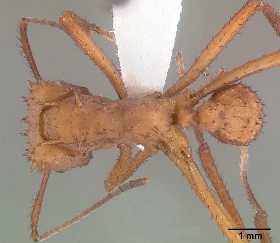 Preparovaný exemplář Acromyrmex octospinosus PSW7796-21 při pohledu shora se stupnicí