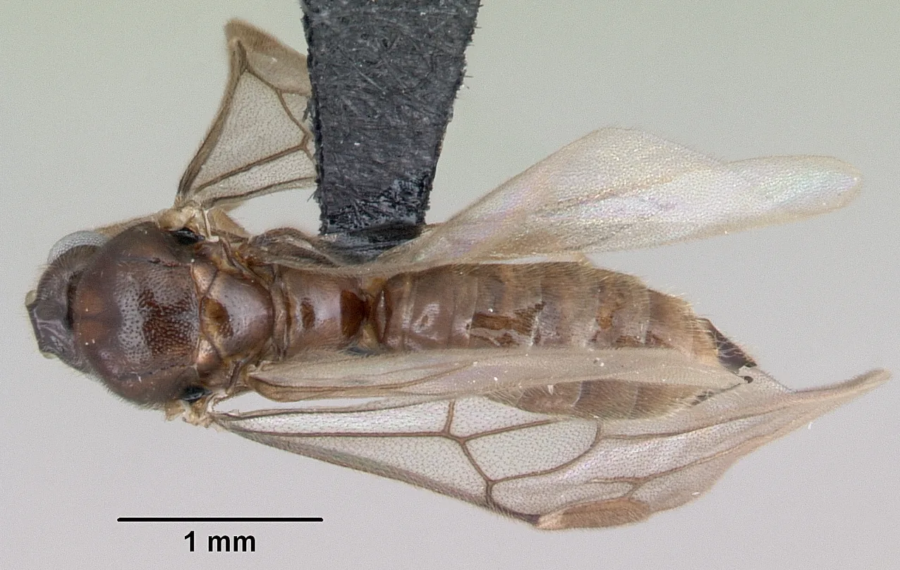 Preparovaný samec Adetomyrma venatrix CASENT0079480 při pohledu shora