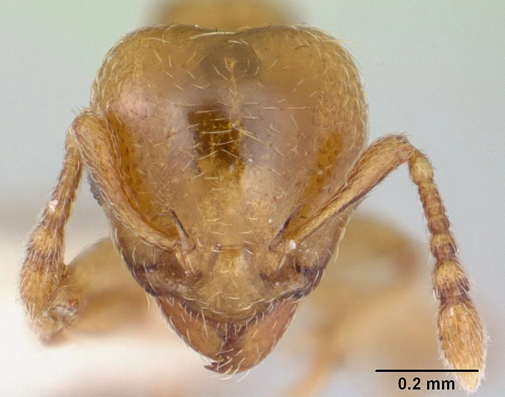 Hlava preparovaného exempláře Allomerus decemarticulatus CASENT0178477 zpředu se stupnicí