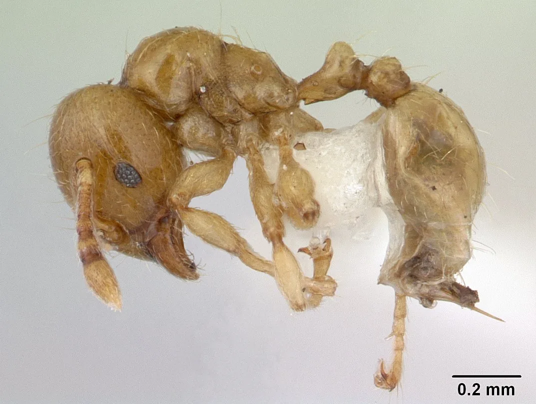 Preparovaný exemplář Allomerus decemarticulatus CASENT0178477 při pohledu z boku se stupnicí