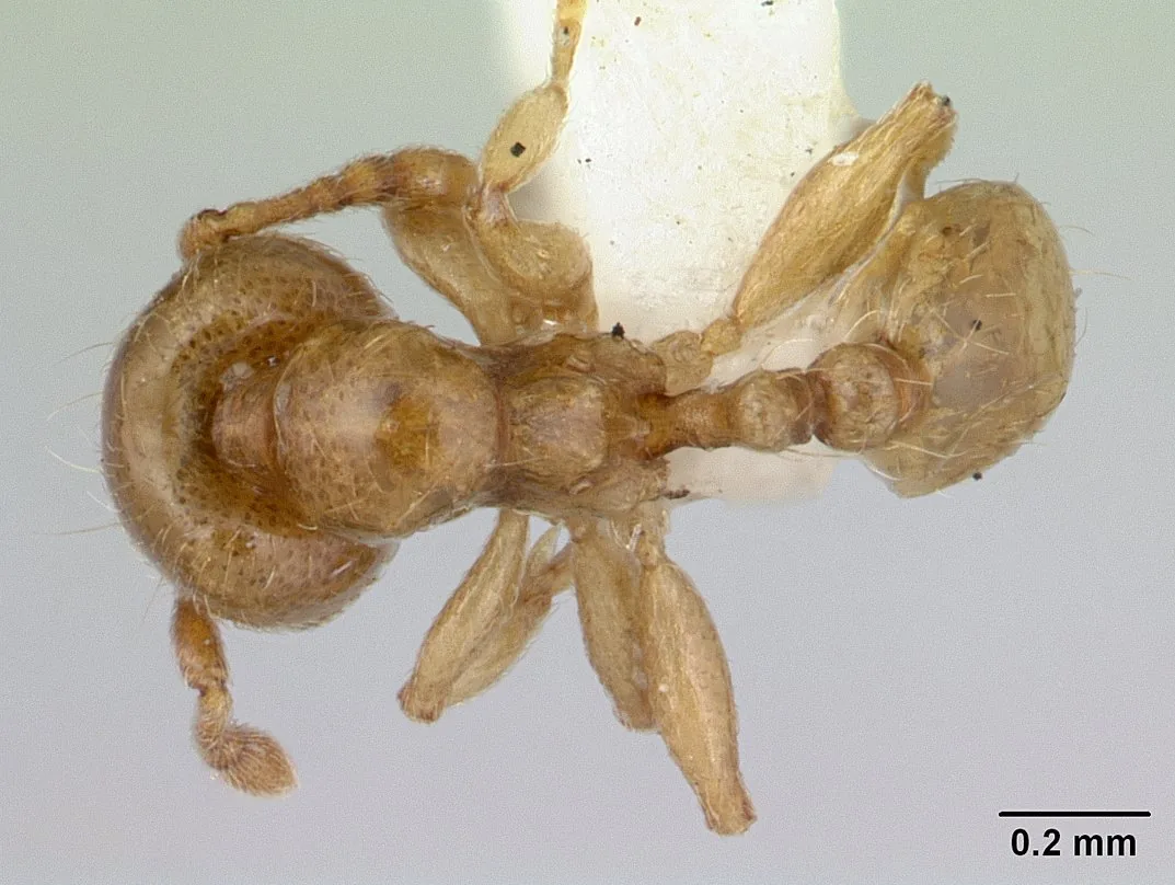 Preparovaný exemplář Allomerus decemarticulatus CASENT0178477 při pohledu shora se stupnicí