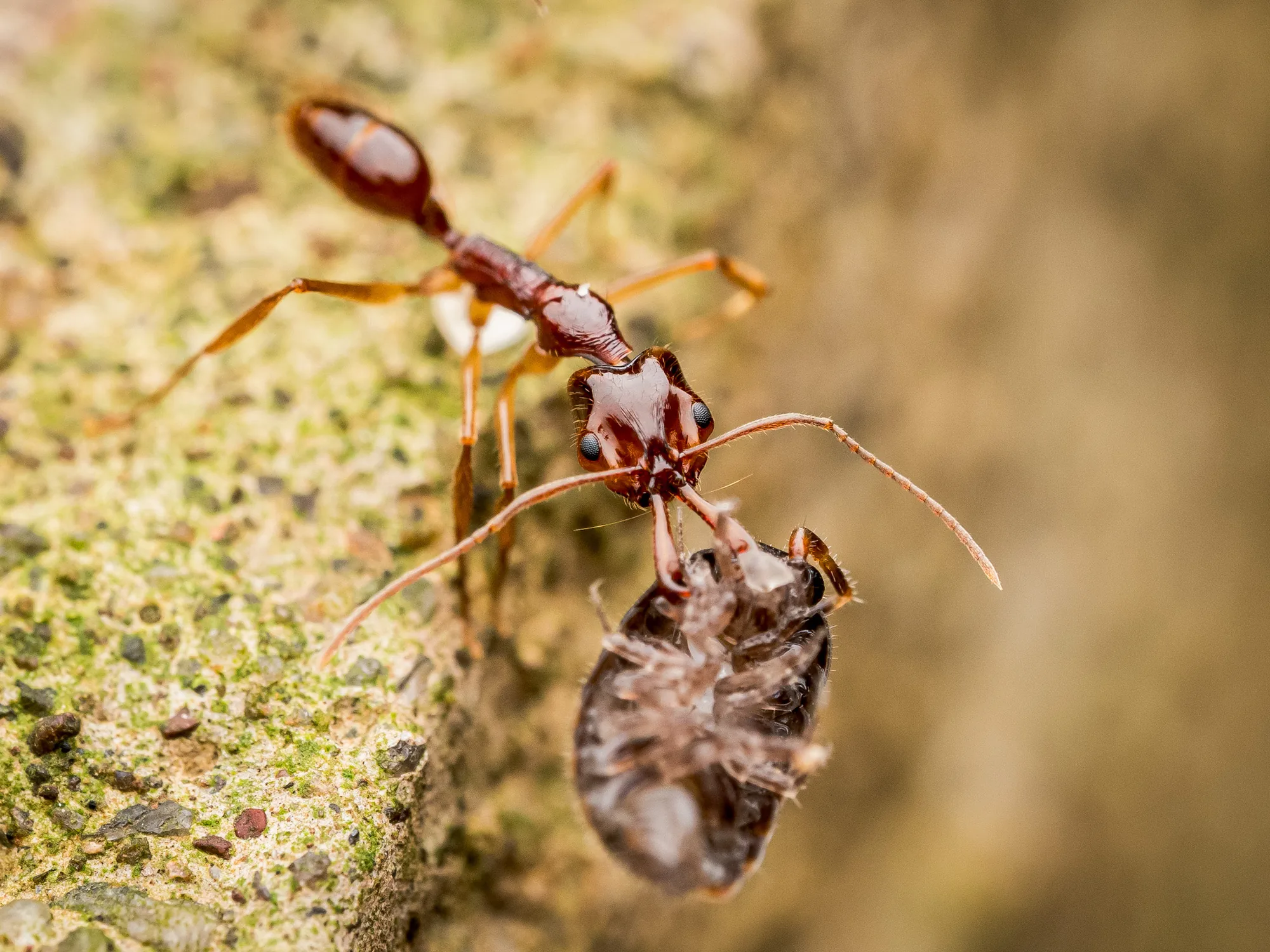 Anochetus risii drží v dlouhých kusadlech jiného členovce na okraji dřeva