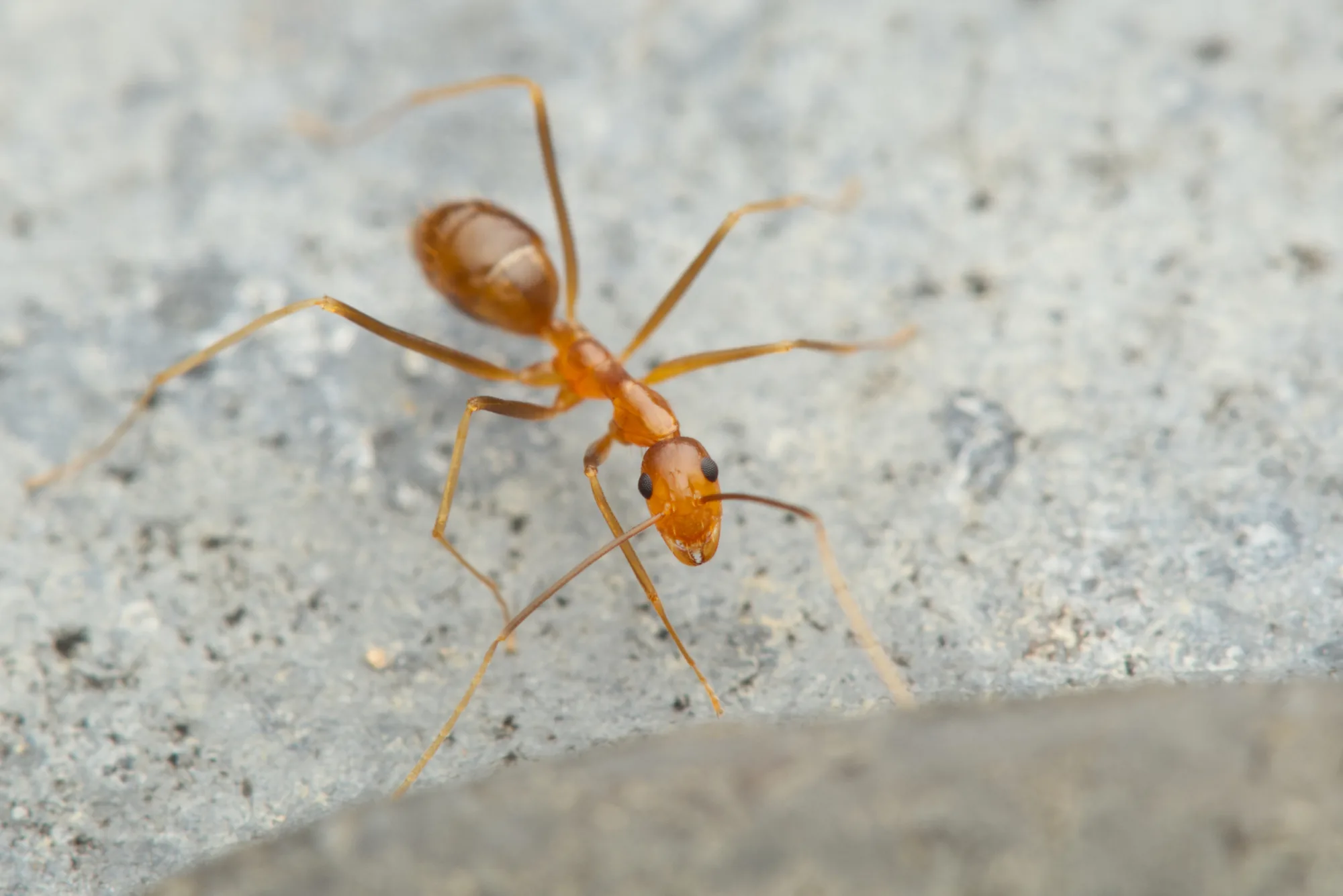 Živý jedinec Anoplolepis gracilipes fotografovaný shora na světlém podkladu v Austrálii