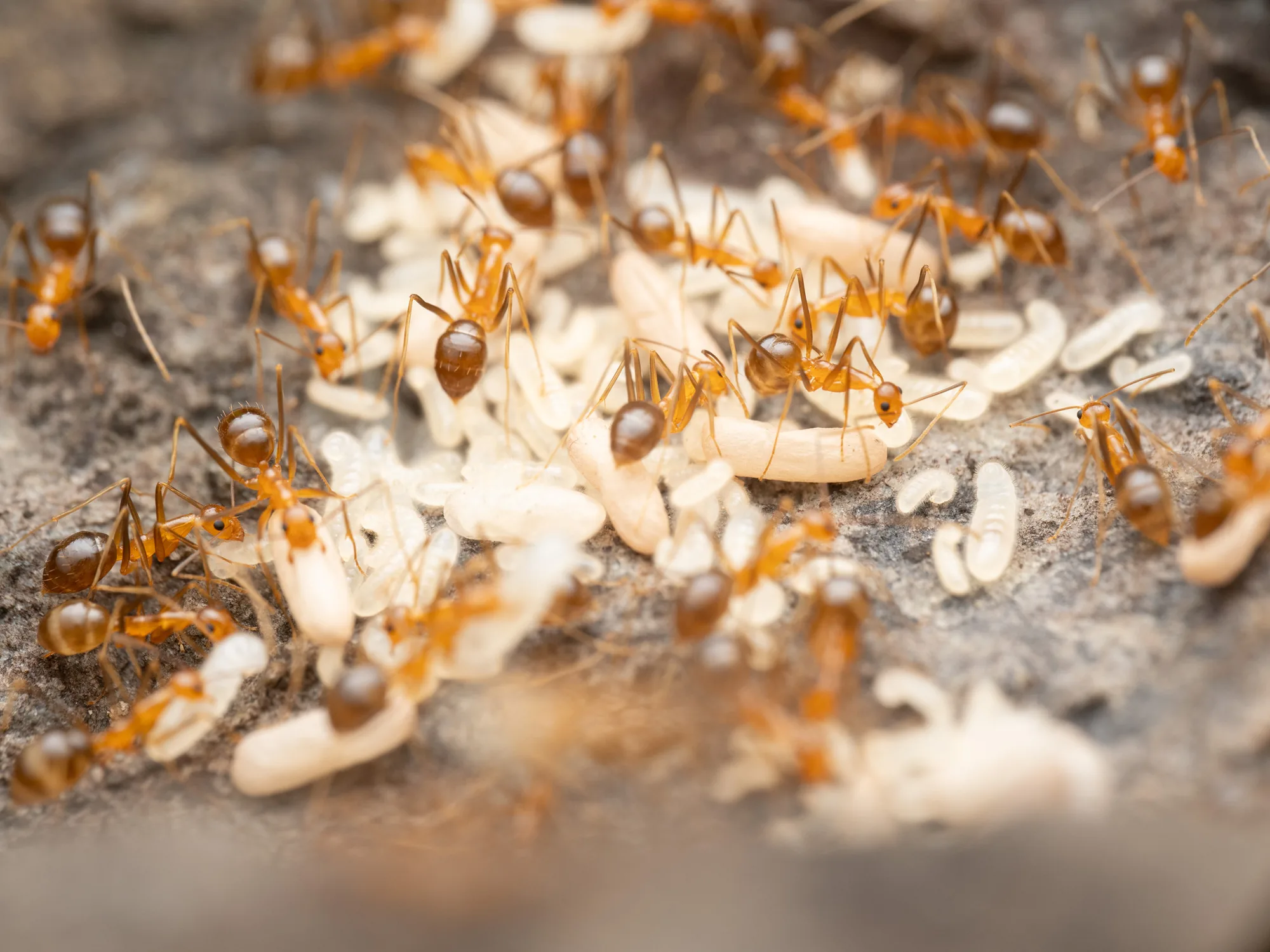Skupina Anoplolepis gracilipes mezi larvami a kuklami na snímku z Malajsie