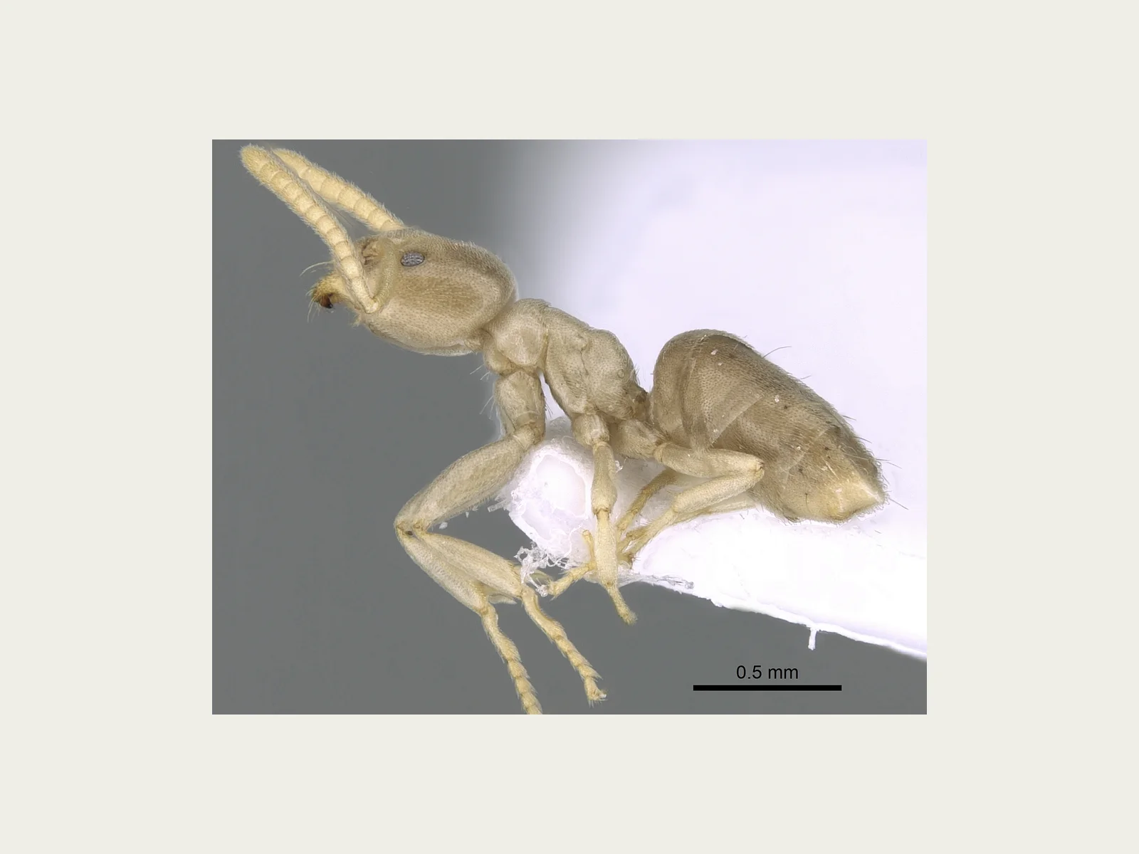 Preparovaná dělnice Bothriomyrmex corsicus CASENT0281571 z profilu se stupnicí