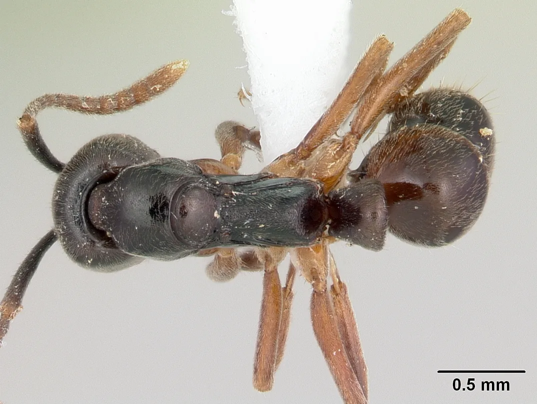 Dokladová dělnice Brachyponera chinensis CASENT0104738 při pohledu shora s měřítkem