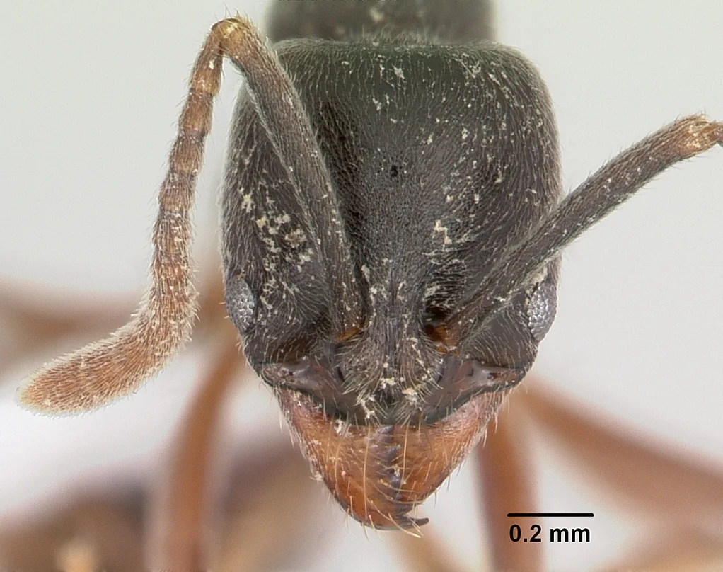 Hlava dokladové dělnice Brachyponera chinensis CASENT0104738 zepředu s měřítkem