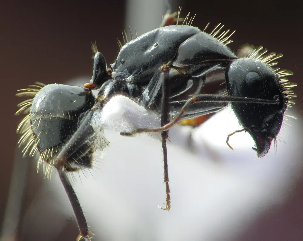 Černá dělnice mravence osmahlého Camponotus aethiops z profilu