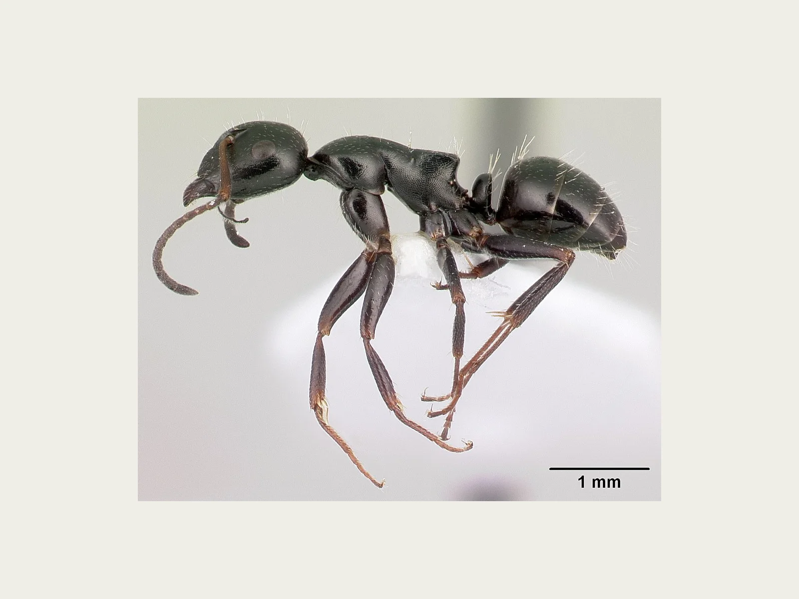Minor dělnice Camponotus atricolor CASENT0179869 z profilu se stupnicí