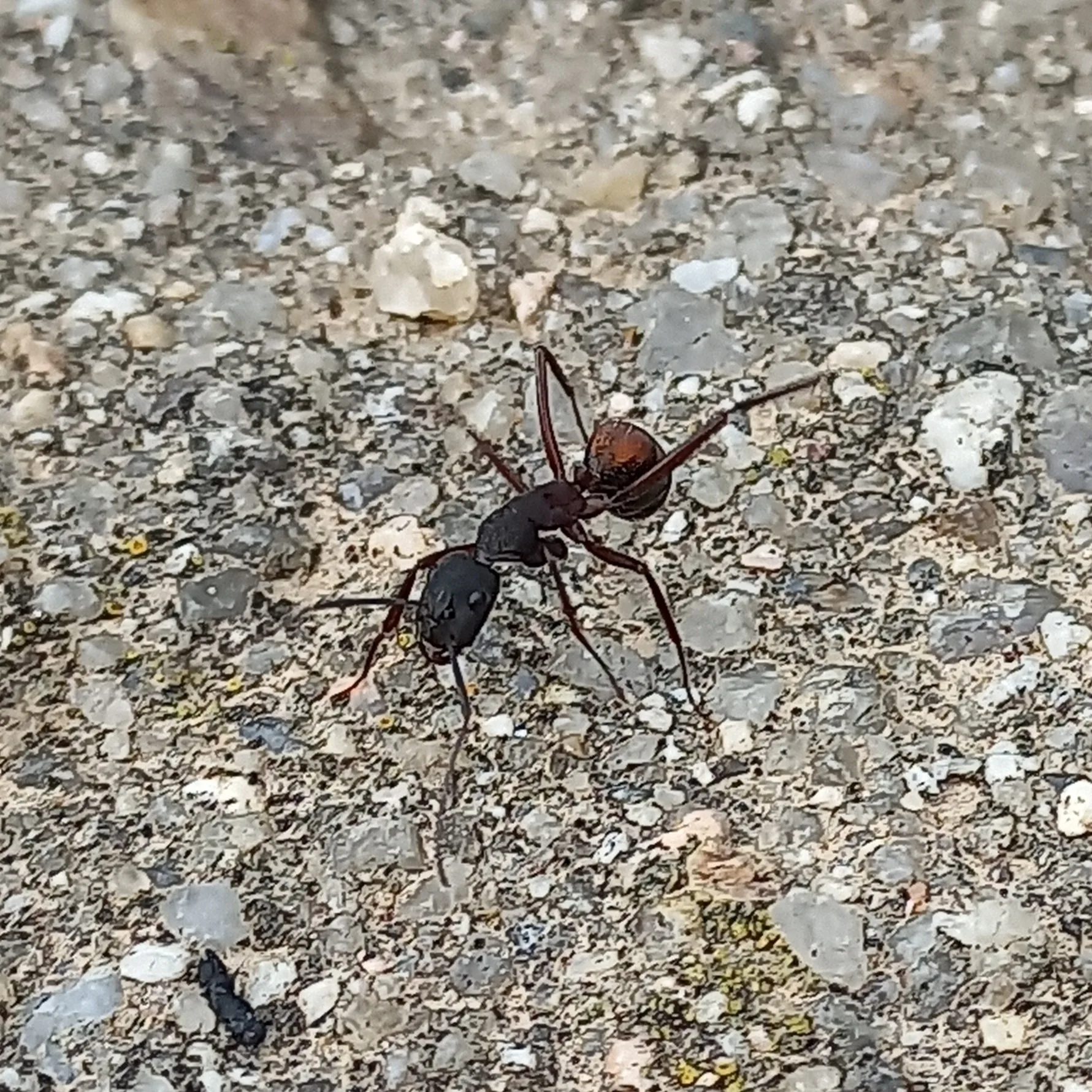 Černá a červenohnědá dělnice Camponotus cruentatus na světlé kamenité zemi
