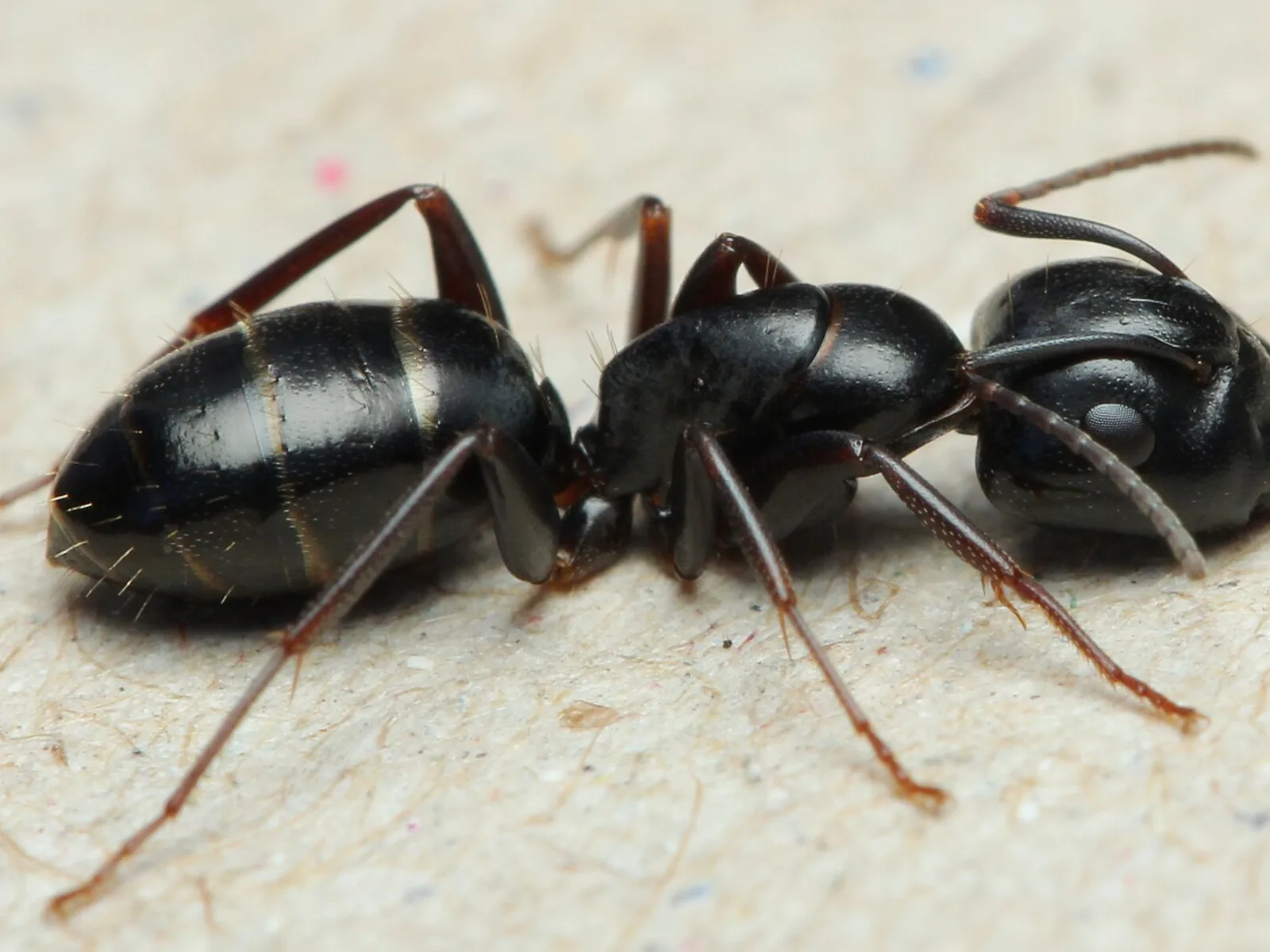 Černohnědá dělnice Camponotus fallax s lesklým zadečkem a světlejšíma nohama