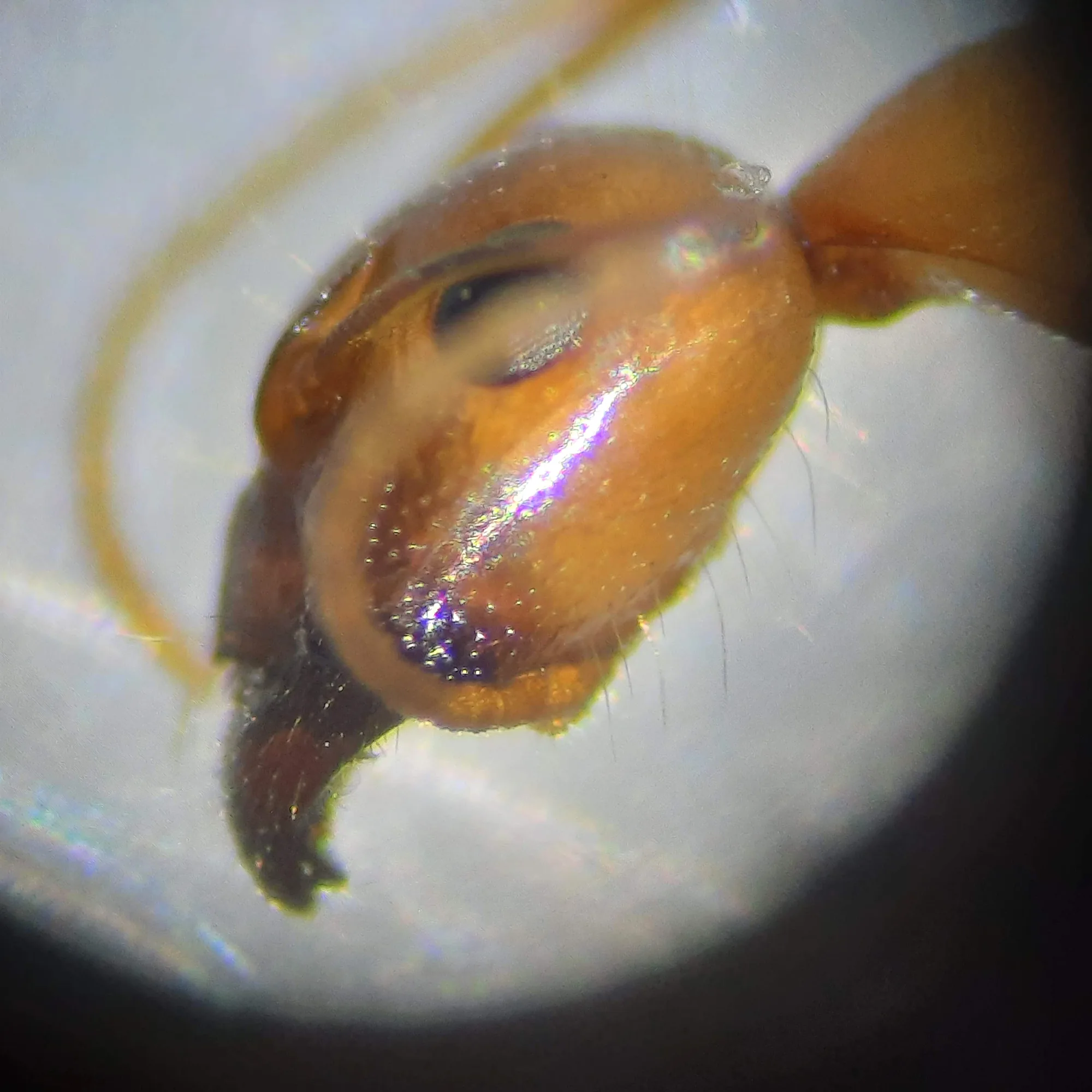 Detail hlavy Camponotus fedtschenkoi s okem a tmavými kusadly