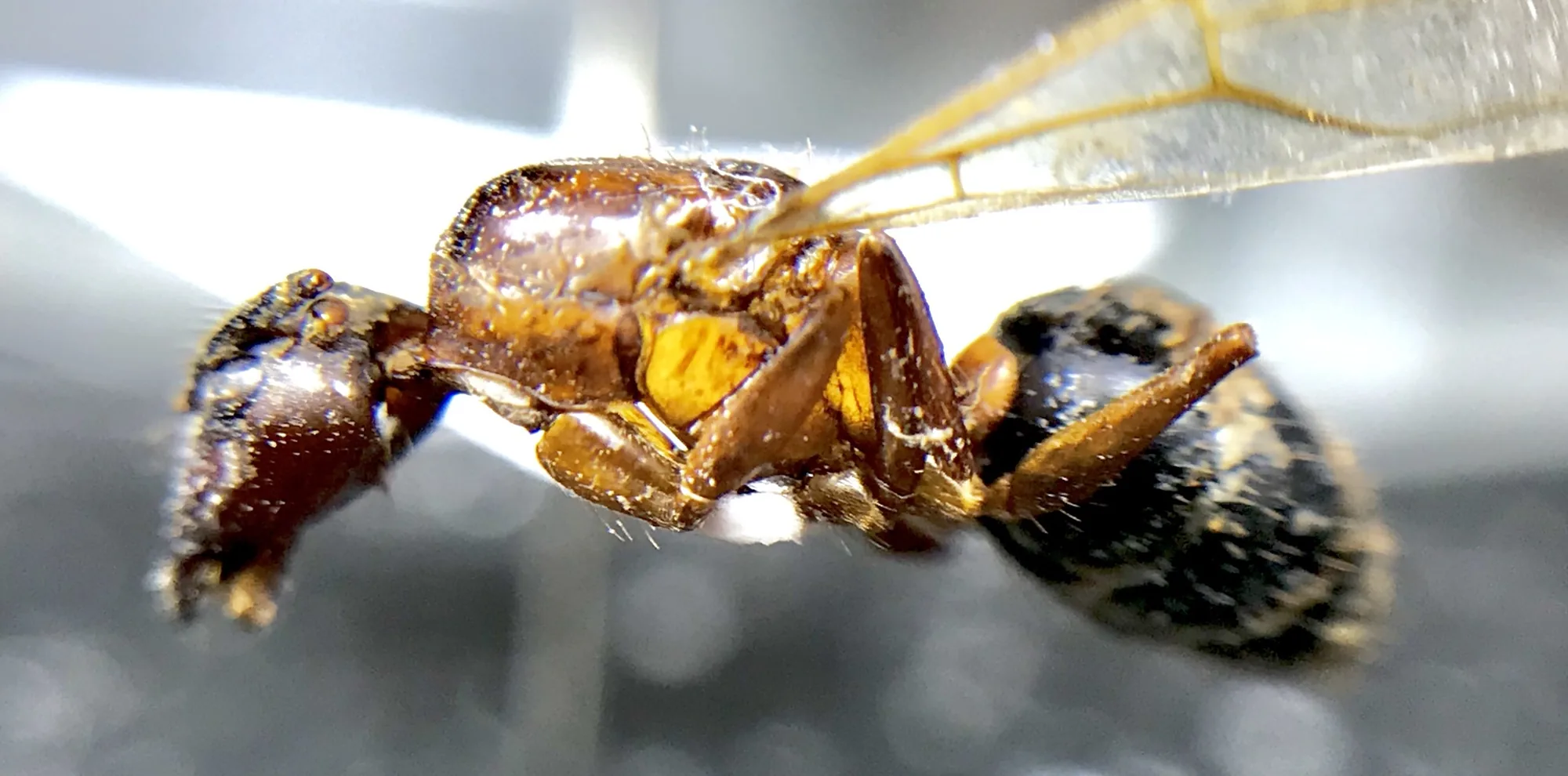 Okřídlený jedinec Camponotus floridanus vyfotografovaný z boku