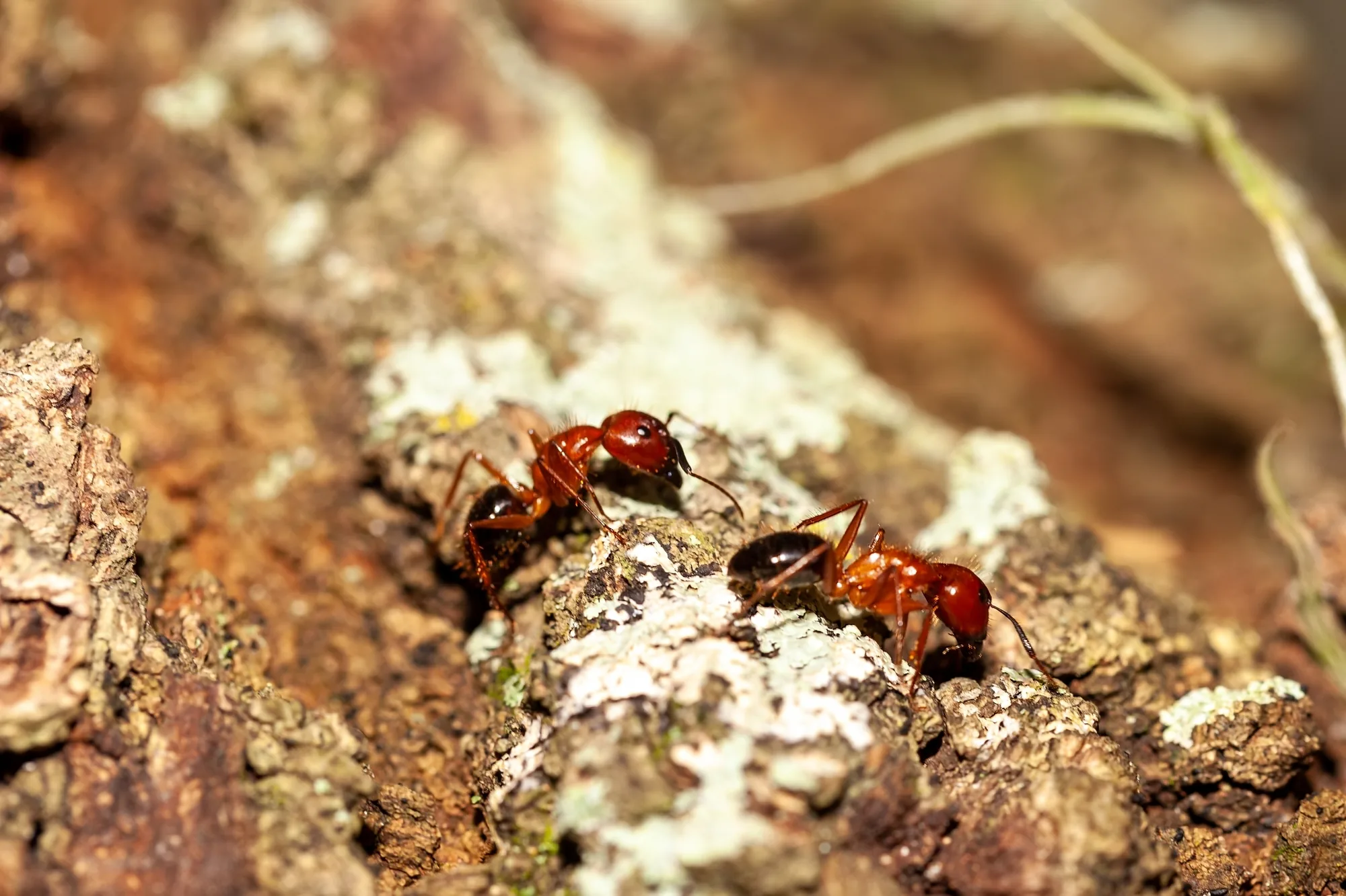 Dvě dělnice Camponotus floridanus různé velikosti na světlé kůře