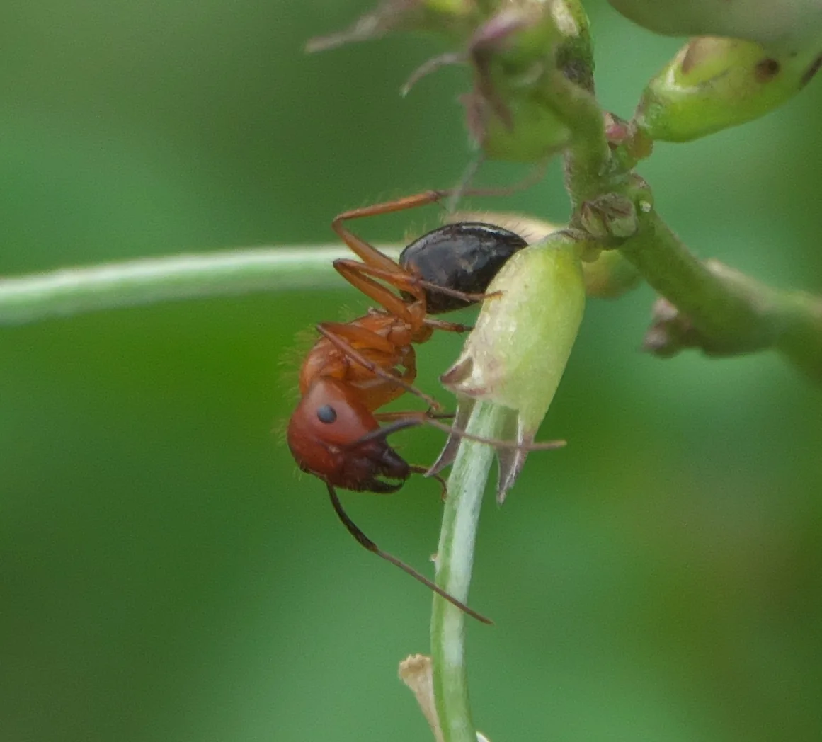 Červenohnědý a černý jedinec Camponotus floridanus zavěšený na zeleném stonku