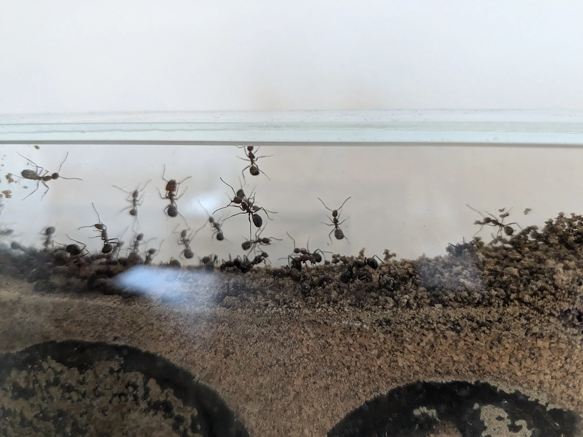 Dělnice Camponotus nicobarensis na okraji průhledného umělého hnízda s tmavým sypkým substrátem