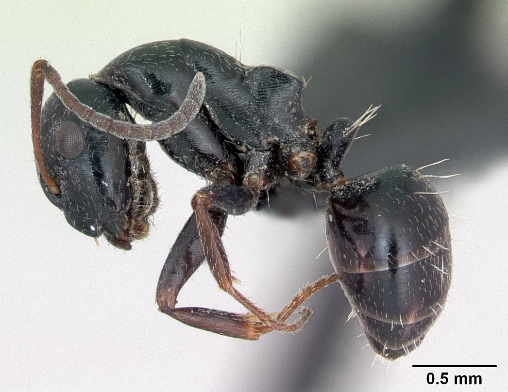 Leskle černá dělnice mravence smolného Camponotus piceus z profilu se stupnicí
