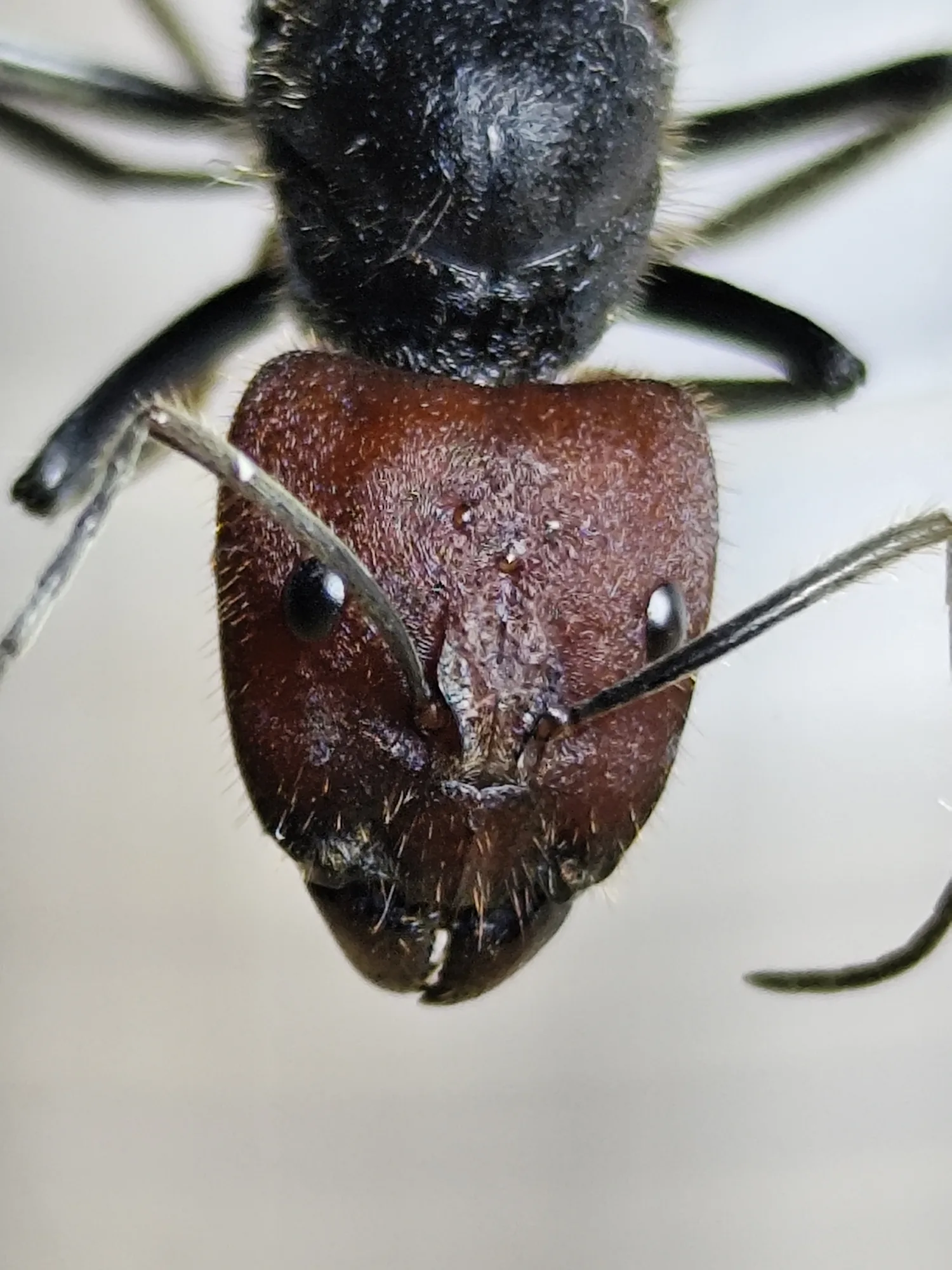 Detail rezavé hlavy velké dělnice Camponotus singularis zepředu