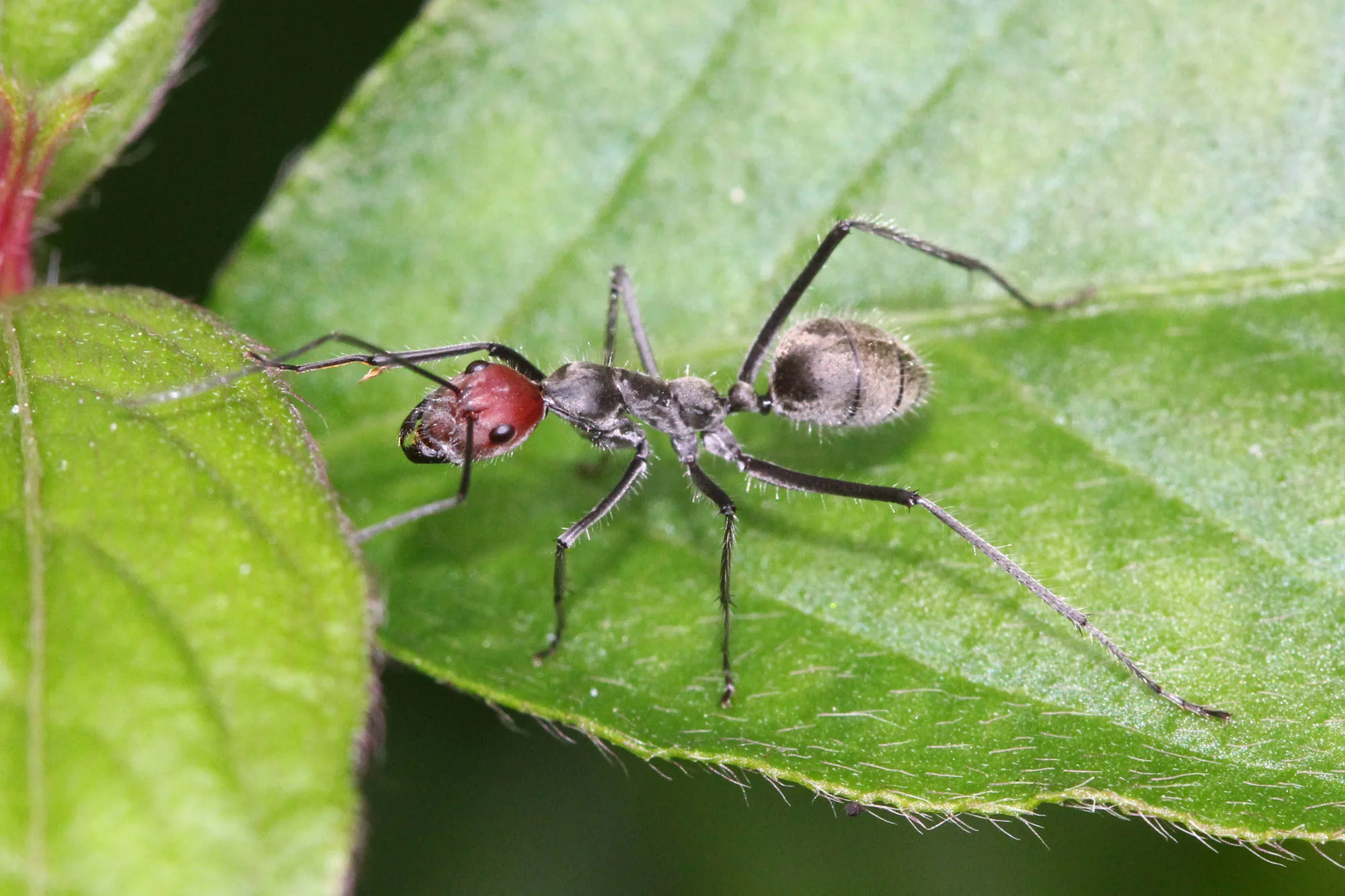 Živý Camponotus singularis s rezavou hlavou a tmavým tělem na zeleném listu