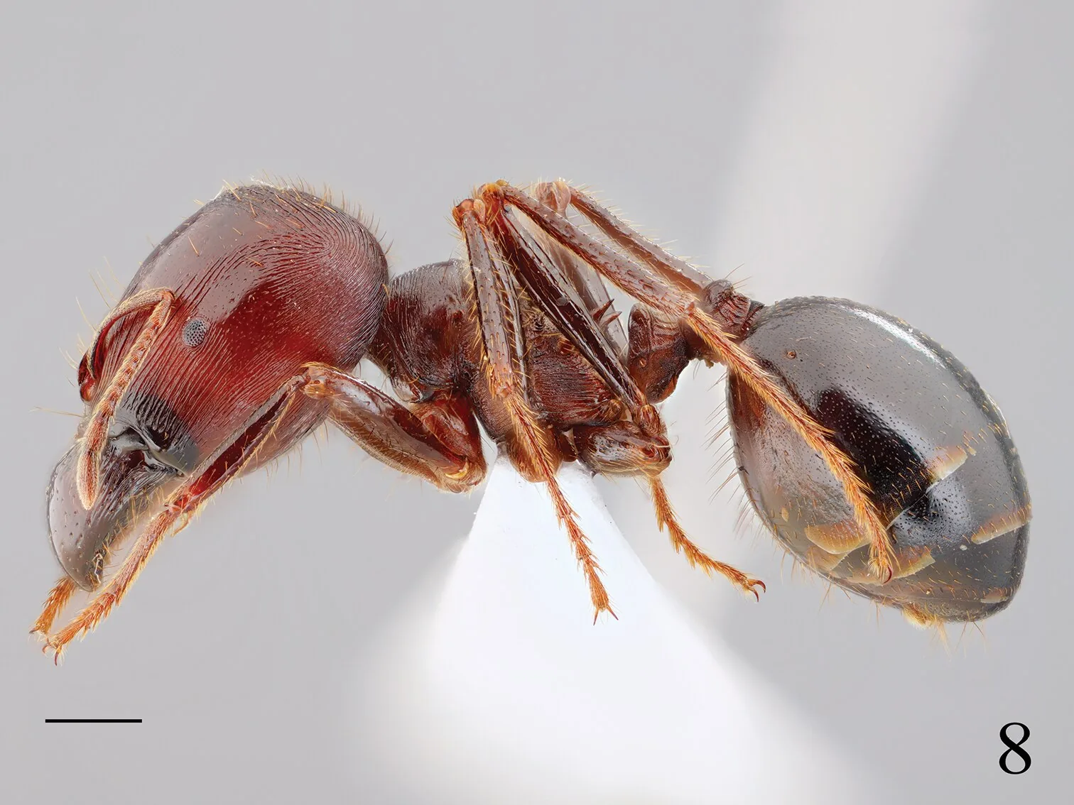 Velká dělnice Carebara diversa fotografovaná z boku na bílém podkladu se stupnicí