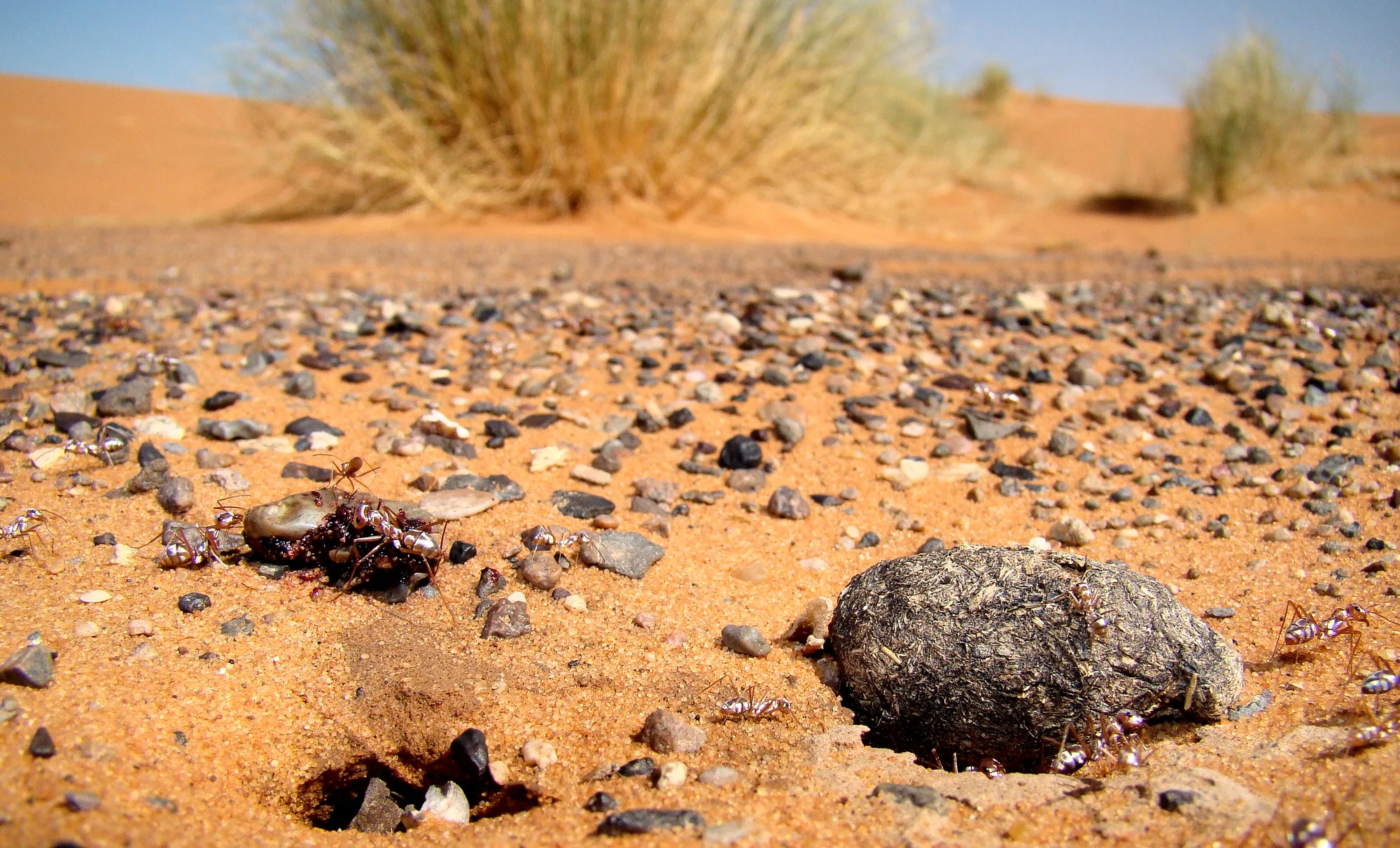Vchod do hnízda Cataglyphis bombycina v písku marockých dun Erg Chebbi s dělnicemi u klíštěte