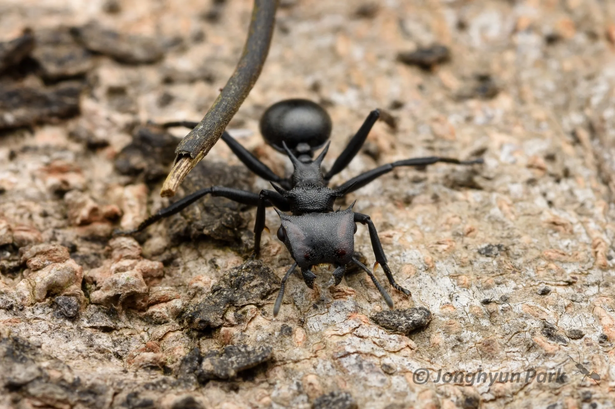 Živá dělnice Cephalotes atratus natočená hlavou k fotoaparátu na kůře