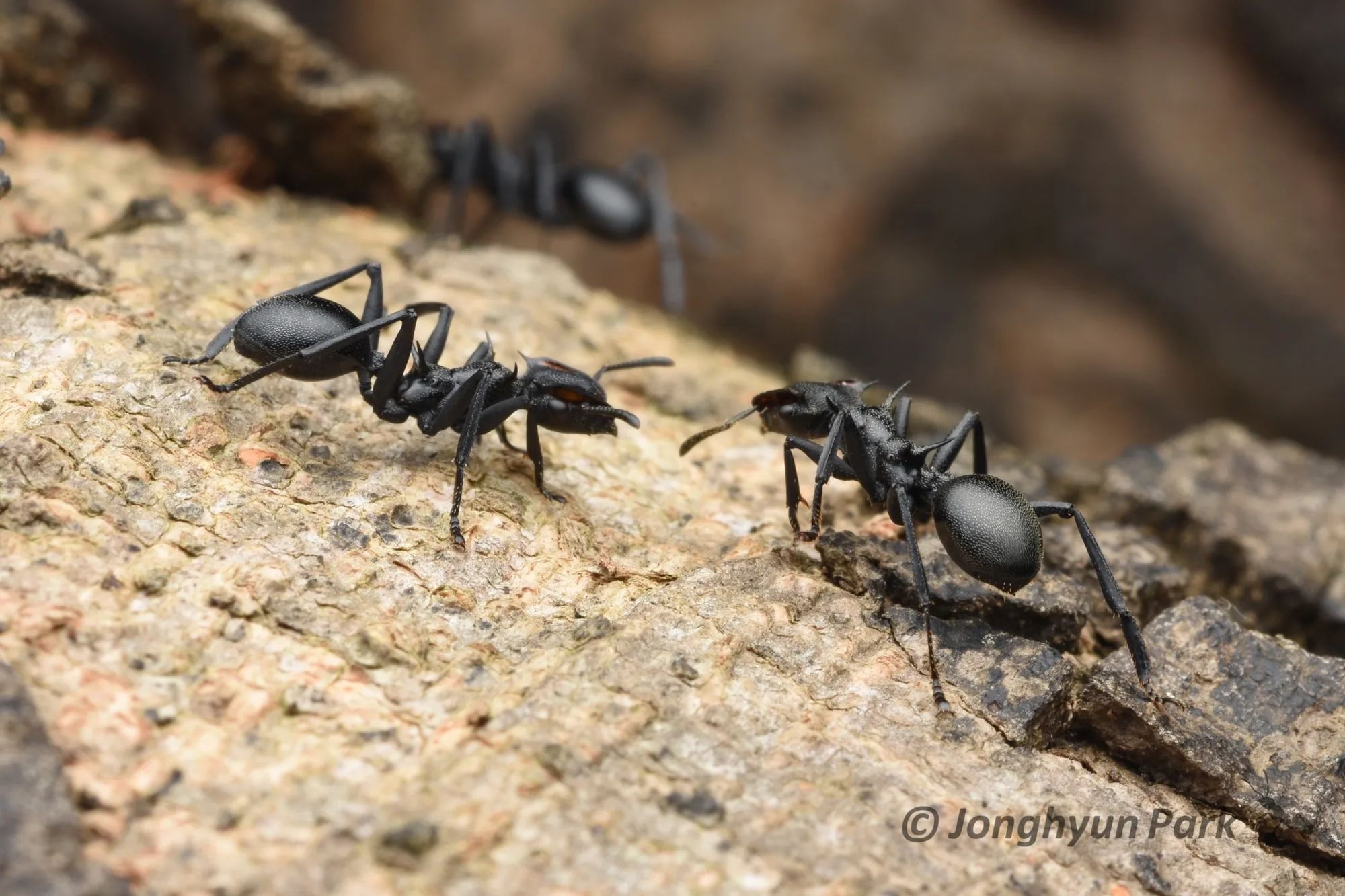 Dvě živé dělnice Cephalotes atratus proti sobě na kůře stromu
