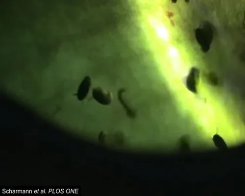Dělnice Colobopsis schmitzi loví kukly komárů v tekutině uvnitř láčky