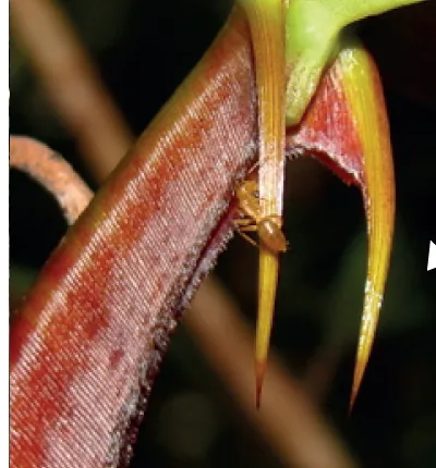 Dělnice Colobopsis schmitzi přijímá nektar na výrůstku láčky Nepenthes bicalcarata