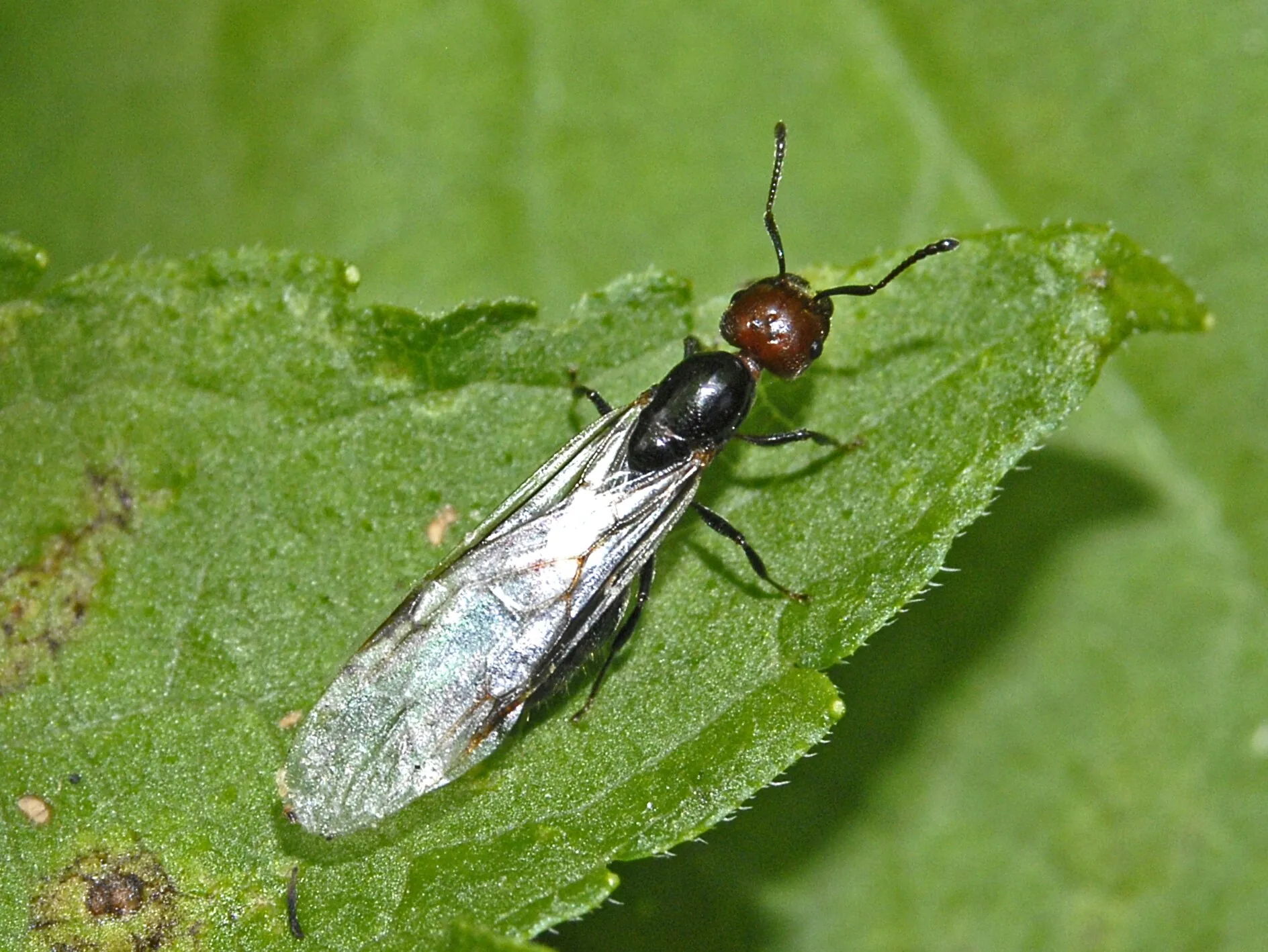 Okřídlená samice Crematogaster scutellaris na zeleném listu