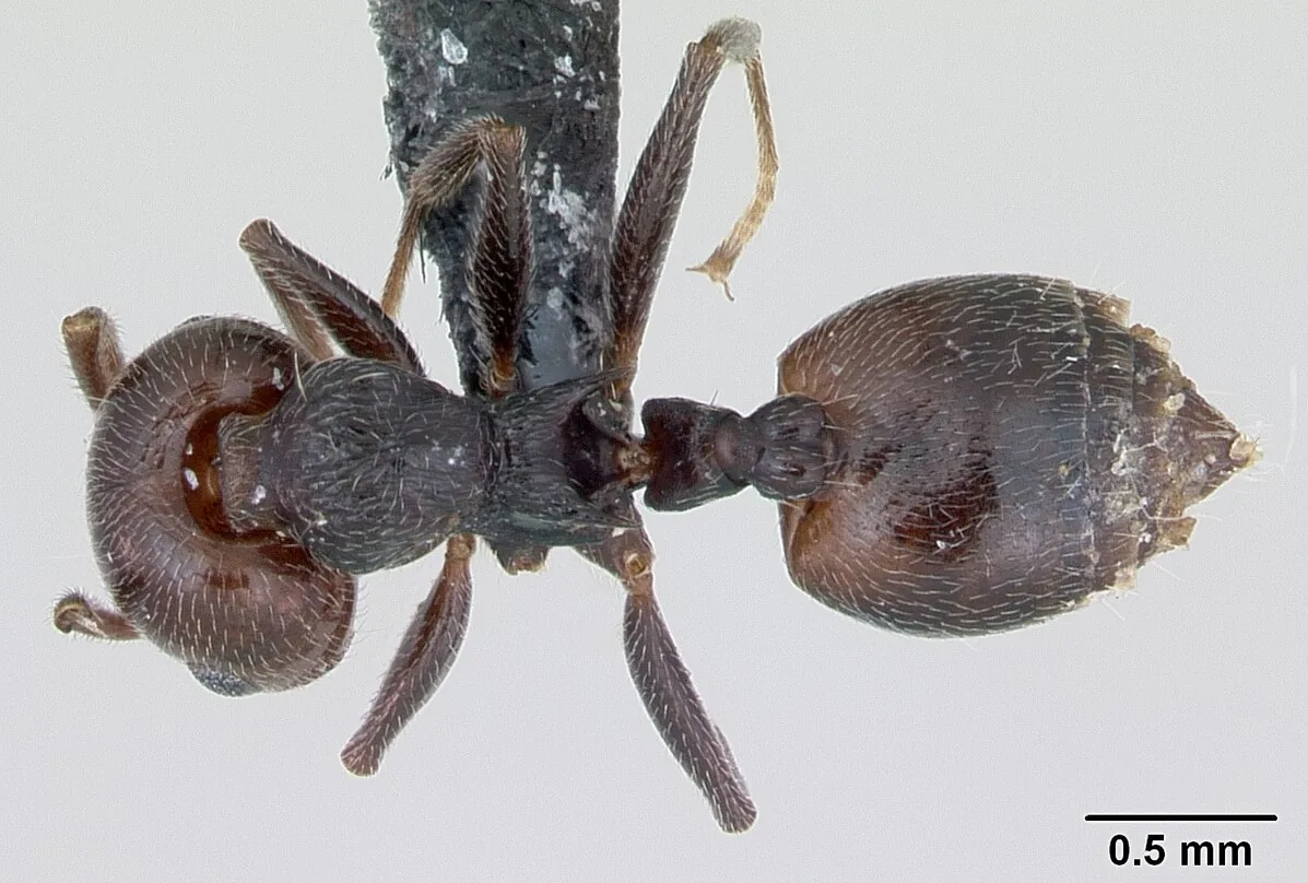 Sbírková dělnice Crematogaster scutellaris z hřbetního pohledu se stupnicí 0,5 mm