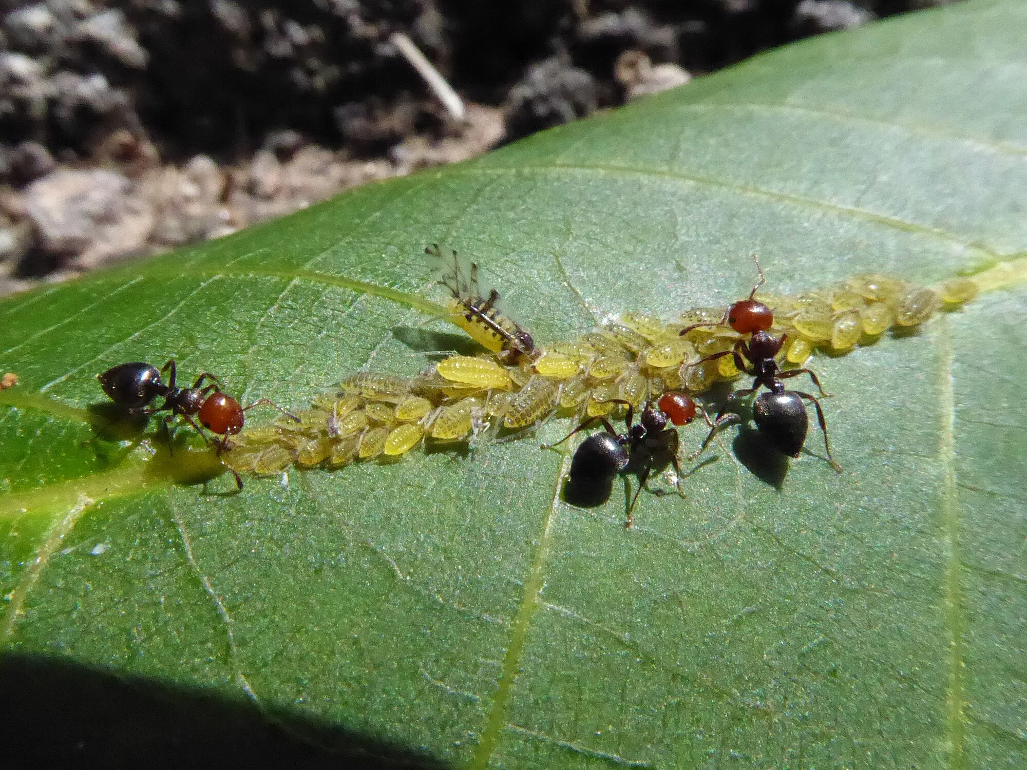 Dělnice Crematogaster scutellaris mezi žlutými mšicemi Panaphis juglandis na zeleném listu