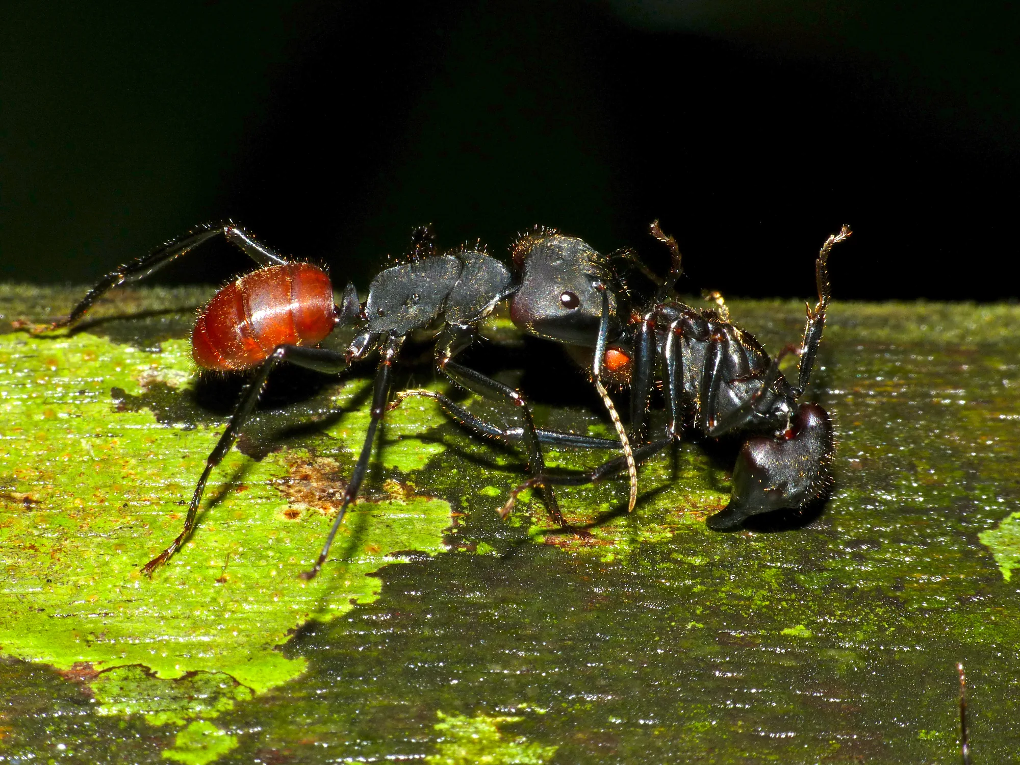 Jedinec Dinomyrmex gigas přenáší mrtvého příslušníka stejného druhu