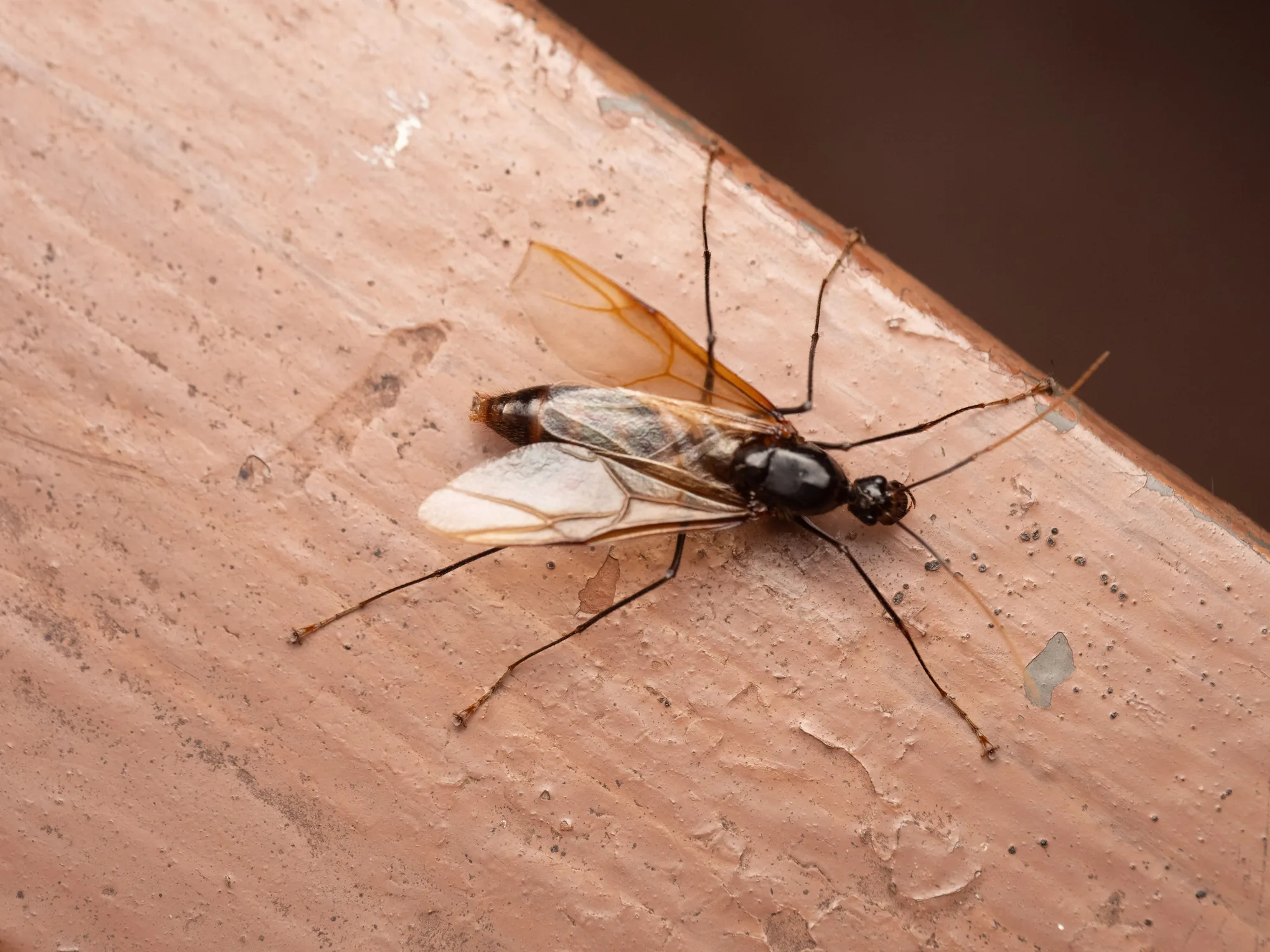 Okřídlený samec Dinomyrmex gigas na dřevěném povrchu