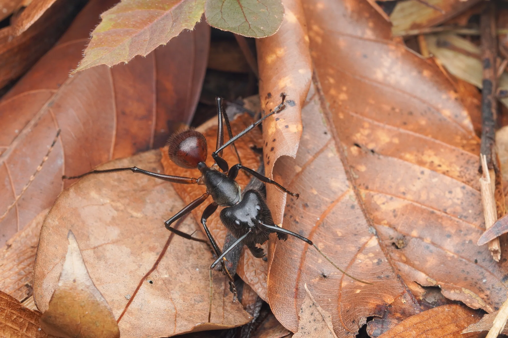 Dva živí jedinci Dinomyrmex gigas na listové hrabance v malajsijském Selangoru