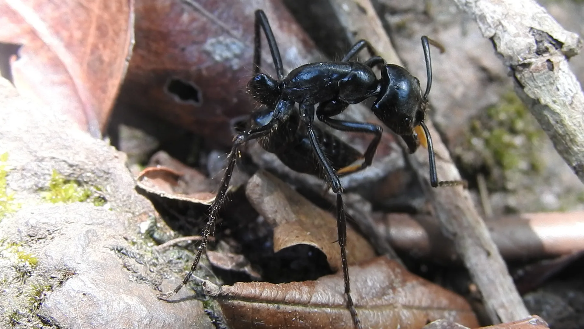 Dospělá samice Dinoponera quadriceps v detailním pohledu z boku