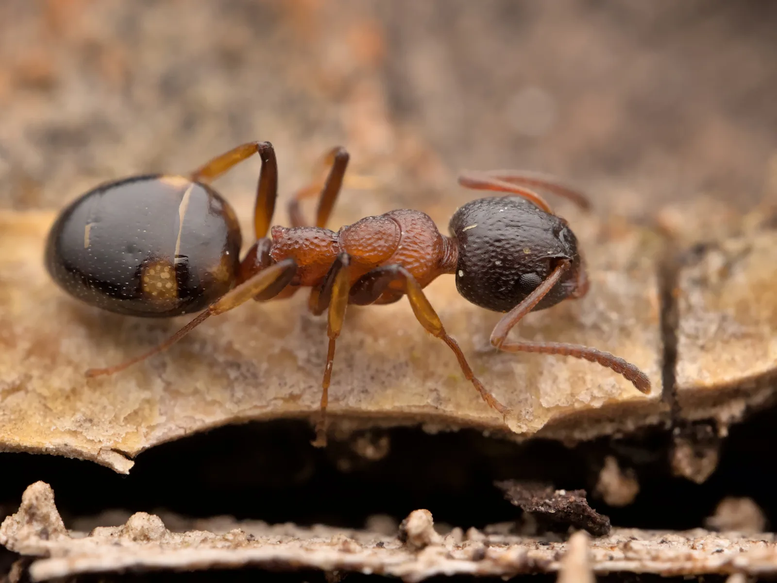 Tmavý mravenec Dolichoderus quadripunctatus se čtyřmi světlými skvrnami na zadečku