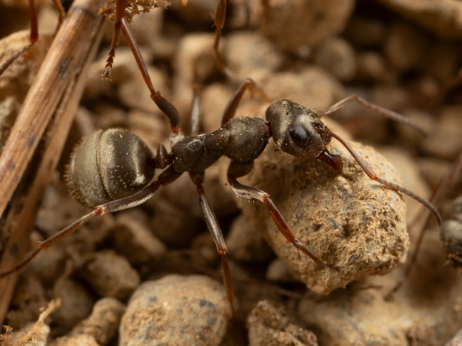 Stříbřitě šedá dělnice Formica cinerea nesoucí částici půdy na štěrku