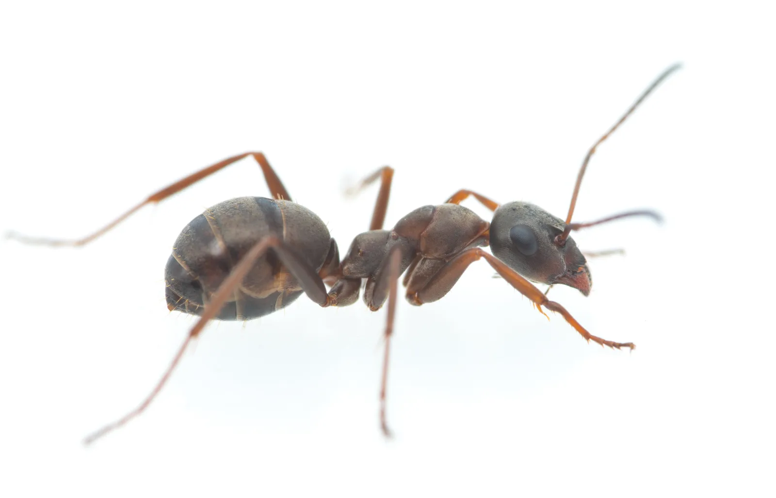 Tmavohnědá dělnice mravence hladkého Formica cunicularia z profilu na světlém podkladu