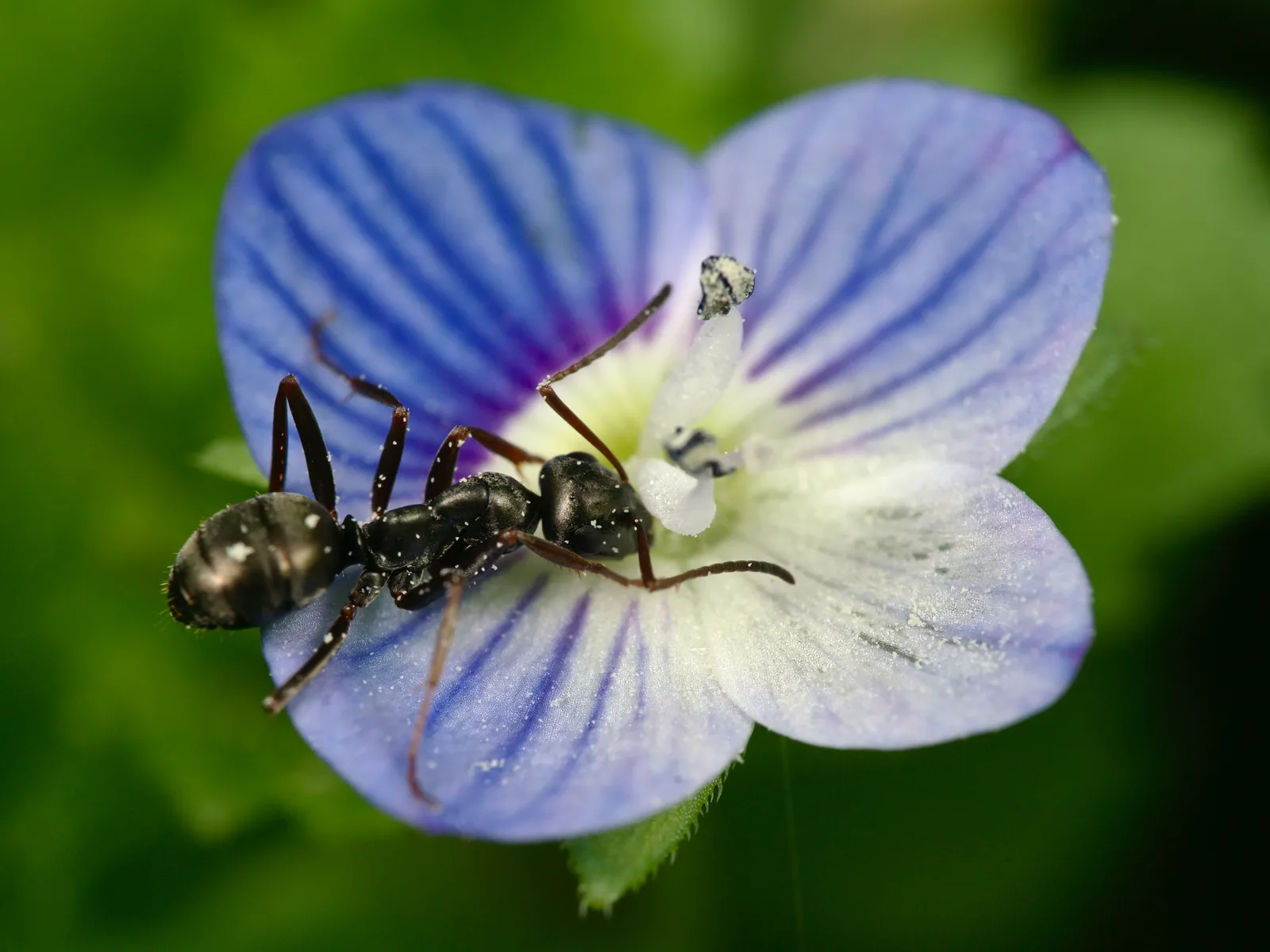 Lesklá tmavá dělnice Formica fusca přijímající nektar z květu