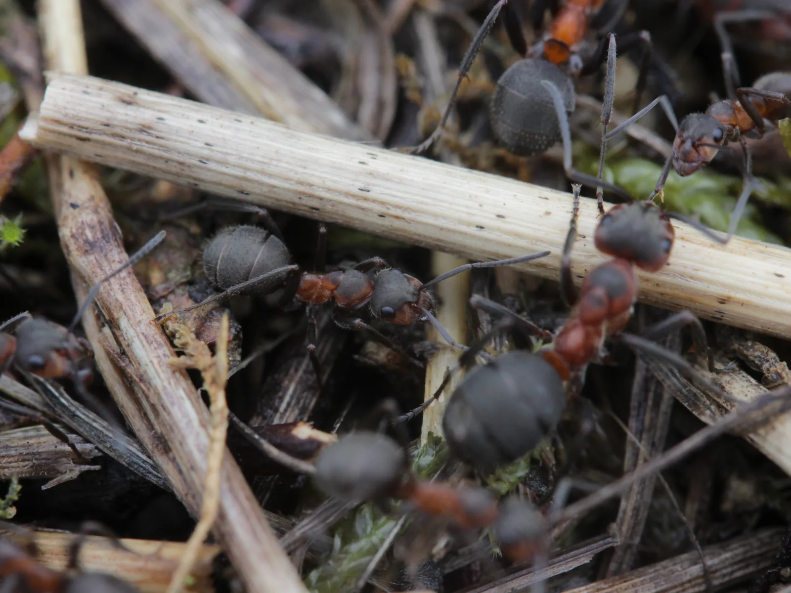 Dělnice mravence trávního Formica pratensis na povrchu hnízda