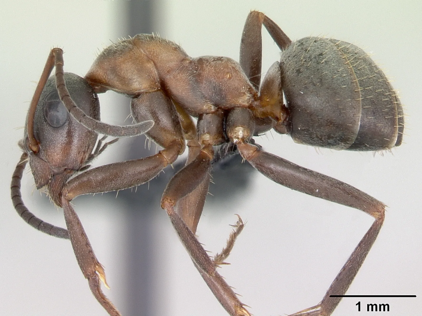 Dvoubarevná dělnice mravence rudovousého Formica rufibarbis z boku