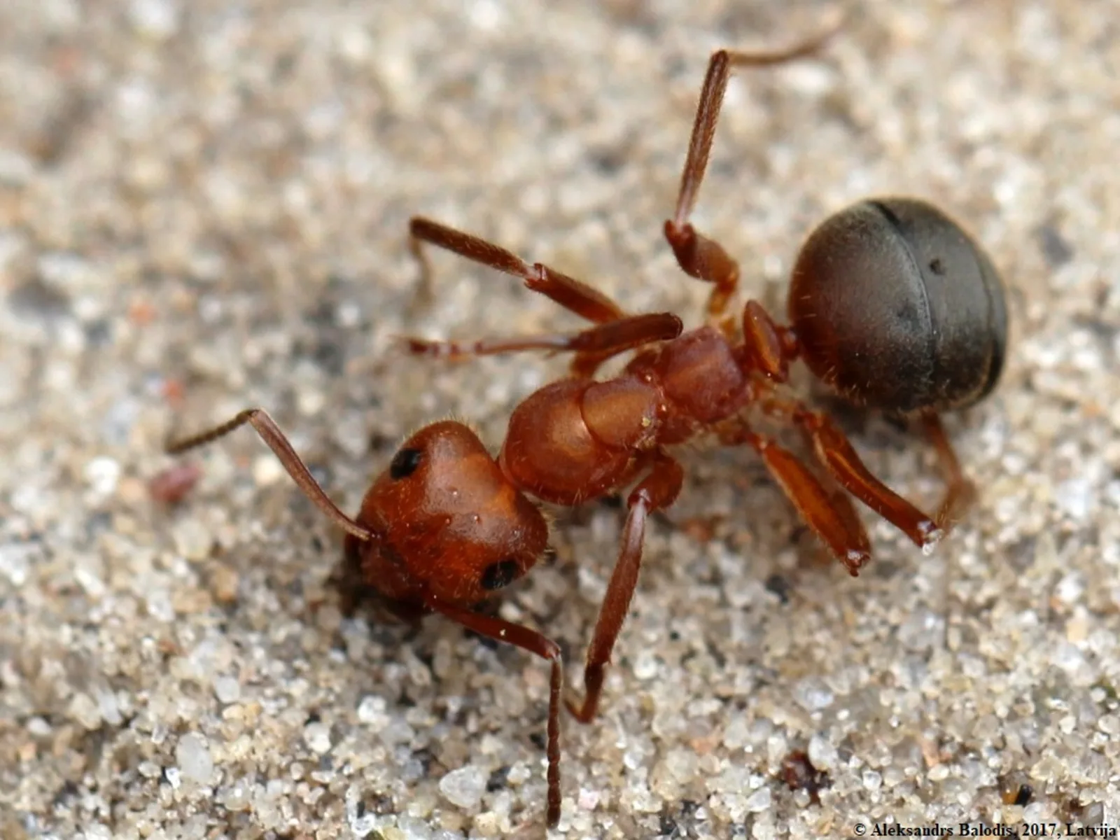 Rezavě červená dělnice mravence pařezového Formica truncorum na písku